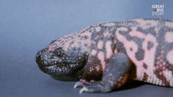 Meet Gila, The Venomous Desert Dweller Instructional Video