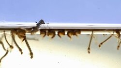 Mosquitos adult pupa larvae, Example in the laboratory - scientific research and development concept. Stock Footage