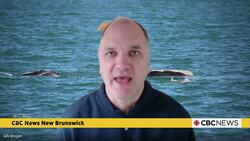 First North Atlantic right-whale calf spotted this season, sparking hope for species News Clip