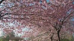 Stunning Drone Footage: Spring’s Flower Fields in Bloom Stock Footage