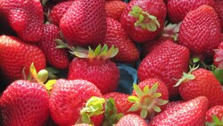 The Albion Strawberry: Everbearing June through October Instructional Video