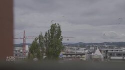 Why gulls don’t deserve their bad reputation News Clip