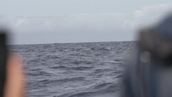 Sperm whales and dolphins off the coast of the Azores Islands, Portugal News Clip