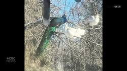 Pair of peacocks on the lam in Lloydminster News Clip