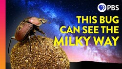 Why Dung Beetles Stare At the Stars | IN OUR NATURE Instructional Video