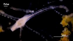 The Double Life of a Fake Jellyfish Instructional Video