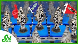 There's a Wave Made Out of Fish Instructional Video