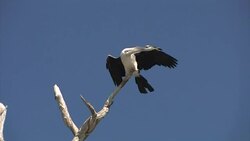 Australian Darter (Anhinga novaehollandiae) dries its wings in the sun Stock Footage