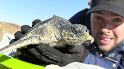 Cold Shocked Sea Turtles! Instructional Video