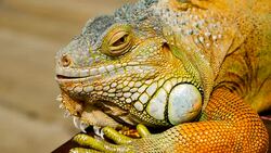 Sleeping dragon. Close-up portrait of a resting vibrant Lizard. Selective focus. Green Iguanas are native to tropical areas of Mexico, Central America, South America, and the Caribbean Stock Footage