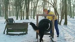 The mature attractive woman trains the Bernese Mountain Dog how to jump over the barrier Stock Footage