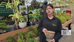 Garden Guide: Are your houseplants dying? Fix these mistakes! News Clip