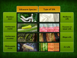 Apiculture, Sericulture and Lac Culture Instructional Video