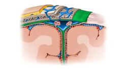 Frontal sinus level Instructional Video