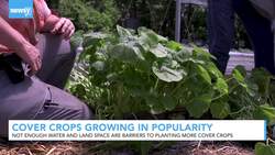 Cover Crops Grow In Popularity, But Not Everyone Can Afford Them News Clip