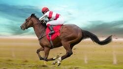 Exploring the American Quarter Horse: The World's Fastest Athlete Instructional Video