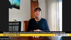 Hundreds of B.C. ostriches ordered culled over avian flu: CFIA News Clip