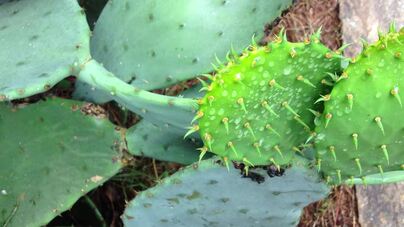 Cactus flesh cleans up toxic water