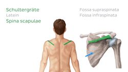 Männliche Oberflächenanatomie Instructional Video