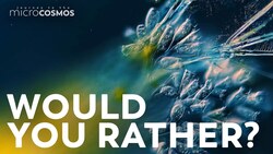 The Shared Doom of Microscopic Hitchhikers Instructional Video