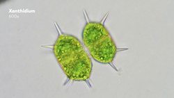 Desmids The Symmetrical Algae That's Full of Crystals Instructional Video