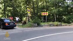 Romania's brown bears: Lawmakers increase bear kill quota News Clip