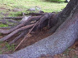 Los árboles: recapitulando Instructional Video