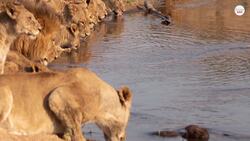 Lion vs Tiger: Which Would Win In A Fight? Instructional Video