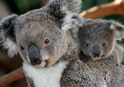 Koala Instructional Video