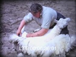 Farming, Sheep Shearing - England Stock Footage
