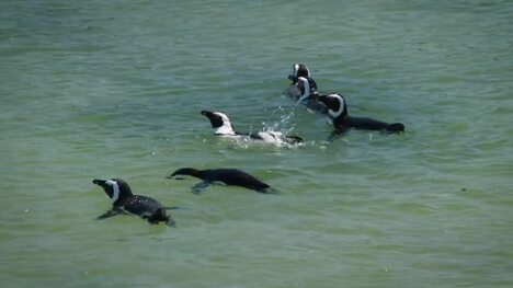 Meet the Penguin Colony that Hangs Out on Beaches in Africa