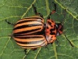 ¿Qué es un insecto?: video de evaluación Instructional Video