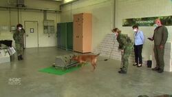 German military training dogs to sniff out coronavirus News Clip