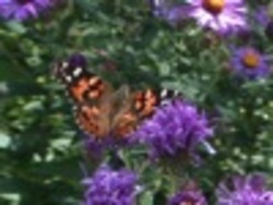 ¿Qué es un insecto? Instructional Video