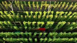 Harvesting a hops field is a two man job Stock Footage