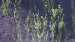 High Five Facts - Habitats Instructional Video