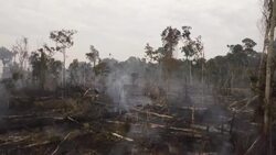 VOICED : The Amazon: a paradise lost? News Clip