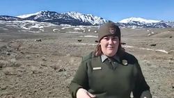 Yellowstone National Park - Bison Instructional Video