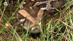 Giant Snake of the Everglades - The Invasive Burmese Python Instructional Video