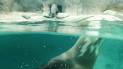 All You Need is the Help of a Friend! A Blind Otter Learns His New Surroundings Instructional Video