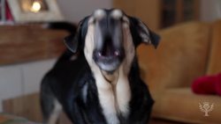 Did You Know? Earthquake Waves Instructional Video