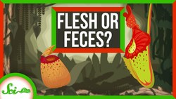 The Carnivorous Plants That Gave Up Meat for Poop Instructional Video