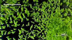 Colorless Euglenoids: Structure and Function (and Food) Instructional Video