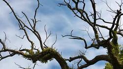 Moving clouds above twisted trees 4K UHD Stock Footage