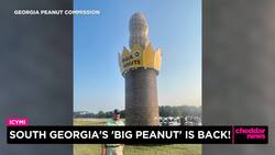 South Georgia's 'Big Peanut' is Back News Clip