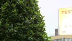 Views of Blackburn Town Centre COVID-19 advertising board News Clip