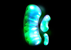 Respiration Instructional Video