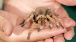 5 Cool Facts & Care Tips for Palomino Blonde Tarantulas Instructional Video