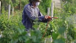 Man with hat or vintner spraying pesticides on vineyard Stock Footage