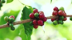 From Opium to Opportunity: The Transformation of Doi Tung Instructional Video